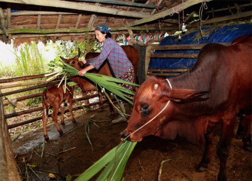 Được tặng bò, hỗ trợ xóa nhà lá, người dân Bá Thước thoát nghèo