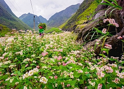 Sắc hồng Cao nguyên đá