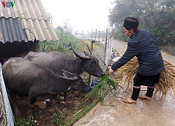 Trên 2 vạn gia súc ở Lào Cai có nguy cơ chết đói, rét trong mùa đông