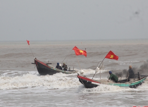 Cá cháo đầu mùa giá cao, thương lái giành nhau từng con