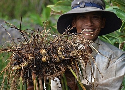 Cà Mau: Liều trồng cây củ cay, 1 công thu 4 tấn, 1ha có 300 triệu