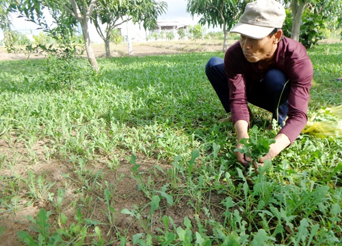 Cây sâm mà tỉnh Bến Tre sẽ xuất khẩu sang Mỹ là loài sâm nào?