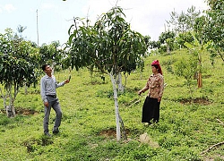 Dồm Cang không còn nhà tạm, dột nát, thu nhập người dân tăng nhanh