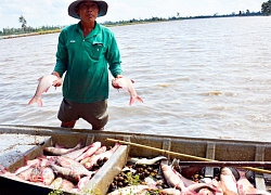 Kiên Giang: Nuôi cá ruộng, trồng dưa leo mùa lũ mà thành triệu phú