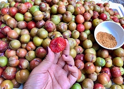 Mận trái mùa giá gần 200.000 đồng/kg cháy hàng