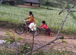 Mộc Châu lung linh sắc màu hoa cải, hoa mận