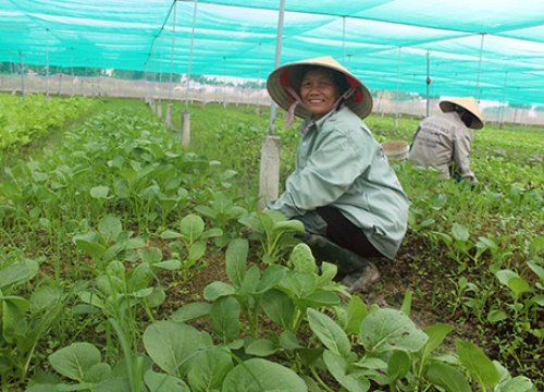 Quỹ tăng trưởng tốt, nông dân được hỗ trợ tối đa