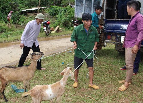 Sơn La: Từ 1 bò cái hỗ trợ hộ nghèo, "đẻ" ra trăm triệu