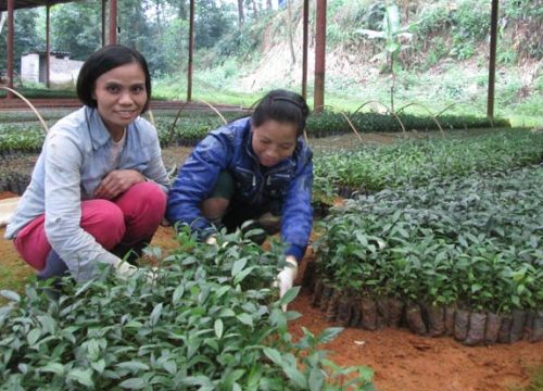 Trồng trà quý bán giá cao, người dân Ba Chẽ hết nghèo, khấm khá