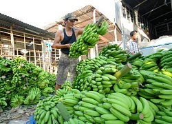 An Giang: Trồng 70ha chuối trên đất phèn, thu nhập hàng chục tỷ