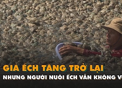 Giá ếch tăng trở lại nhưng người nuôi ếch vẫn không vui