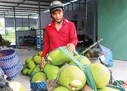 Giá mít Thái lại tăng nhanh, mít loại 1 bao tiền 1 ký?