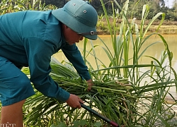 Lạng Sơn: Trang trại dưới thả cá trên nuôi gà bán Tết mà khấm khá