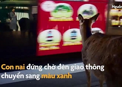 Nai đứng chờ đèn giao thông để sang đường