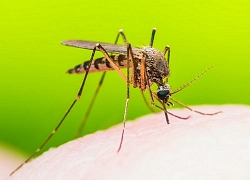 Nghiên cứu thành công vaccine phòng chống virus Zika