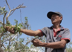 Nguy hiểm, cheo leo như nghề trèo cây tràm gió hái lá ở Quảng Trị