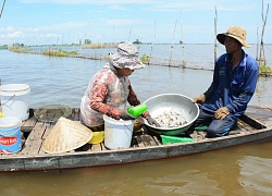 Nước cạn giữa mùa lũ, từ thiên tai đến "nhân tai"