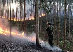 Phú Yên: Truy tố người đàn ông dọn cỏ, gây ra vụ cháy gần 168 ha rừng