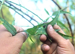 Thời tiết nắng ấm, người trồng đào Nghệ An lo thất thu