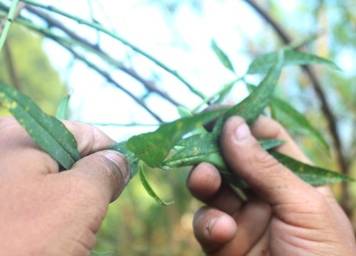 Thời tiết nắng ấm, người trồng đào Nghệ An lo thất thu