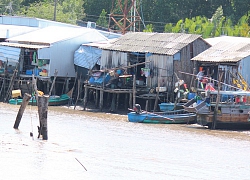 Trên 100km bờ sông, bờ biển ở Cà Mau bị sạt lở đến mức nguy hiểm