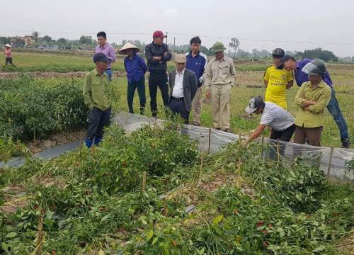 Bác nông dân chống tham nhũng tê tái nhìn 2 sào ớt bị bẻ la liệt