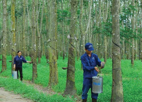 Cao su Đồng Phú giảm mạnh lợi nhuận