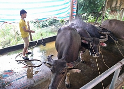 Điện Biên: Nuôi trâu vỗ béo, giàu hơi lâu chứ khấm khá thì đơn giản