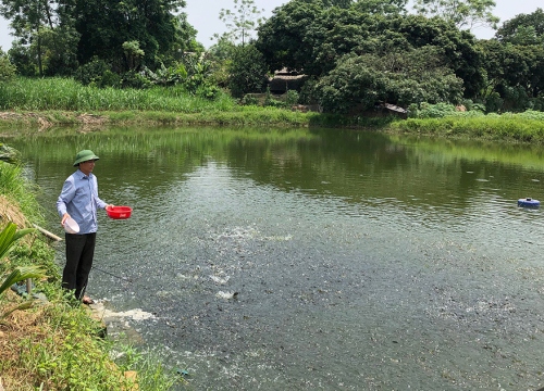 Muốn giàu nuôi cá, muốn khá hơn thì nuôi cá cùng nhau