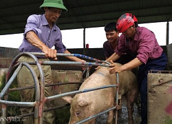 Nguy cơ thiếu thịt lợn Tết Nguyên đán: Nhiều nơi đẩy mạnh tái đàn