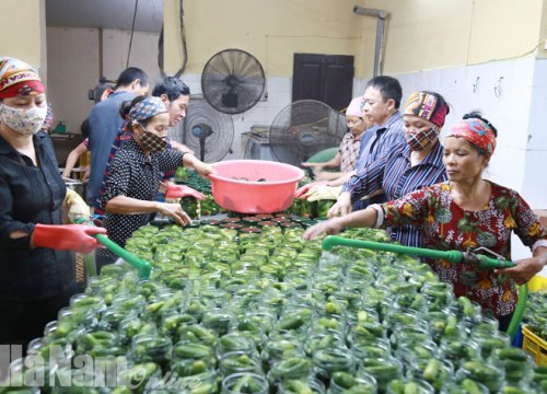 Trồng bắp cải, dưa chuột xuất khẩu, bớt lo đầu ra lại bán giá cao