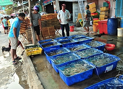 Chợ hải sản "không mặc cả" trên đảo Nam Du