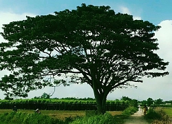 Đổ xô về Huế săn tìm 'cây cô đơn' xuất hiện trong 'Mắt biếc'