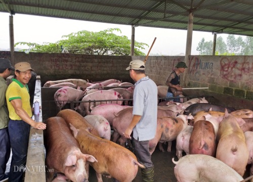 Giá heo hơi hôm nay 21/12: Giảm nhiệt, khan hàng