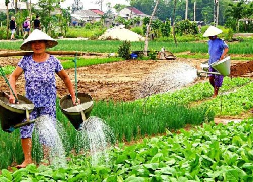 Hội An: Khai trương điểm thăm quan trải nghiệm làng rau Trà Quế