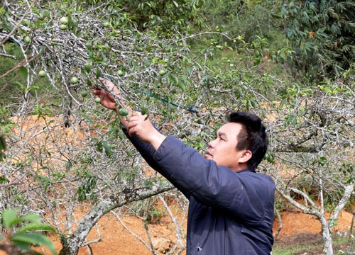 Lào Cai: Thưa lưa, lác đác, thứ quả trái vụ này bán 80.000 đồng/kg