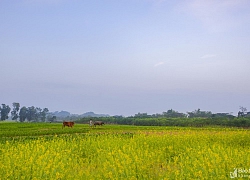 Nao lòng với sắc vàng mùa hoa cải ven sông Lam