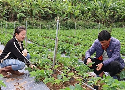 Sơn La: Trồng dâu tây bán tết, nông dân Cò Nòi thắng lớn