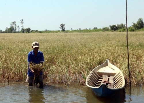 Toàn bộ Đồng bằng sông Cửu Long đã bị xâm nhập mặn