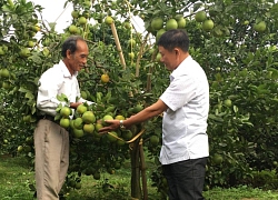 "Vua vàng trắng" liều trồng thập cẩm đủ loại cam, quả sai "phát hờn"