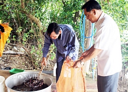 Cà Mau: Gác kèo ong, muối ba khía là di sản văn hóa phi vật thể