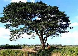 Chiêm ngưỡng làng Hà Cảng Huế đẹp như tranh vẽ trong bối cảnh phim "Mắt Biếc"