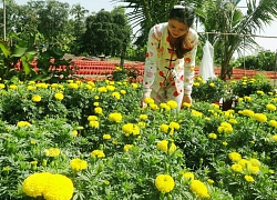 Kiên Giang: Cả làng trồng hoa kiểng bán Tết, có hộ bỏ túi 100 triệu