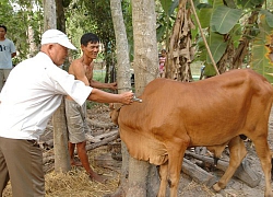 Phòng bệnh lở mồm long móng ở đàn gia súc