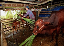 Thanh Hoá: Thoát nghèo nhờ được tặng bò, hỗ trợ xóa nhà lá