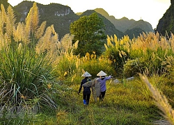 Vẻ đẹp say đắm lòng người ở Tràng An trong mùa lau trắng