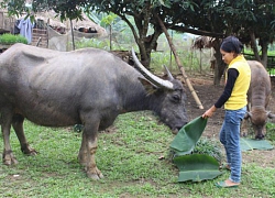 Vốn đến tay, nhà nông nuôi gà, nuôi trâu mà khấm khá