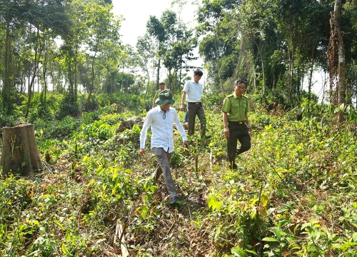 Đồng Nai: Kiểm tra hiện trường chặt hàng chục cây rừng để trồng dược liệu