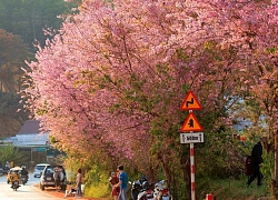 Du khách ngất ngây với mai anh đào đang nở rộ ở Đà Lạt