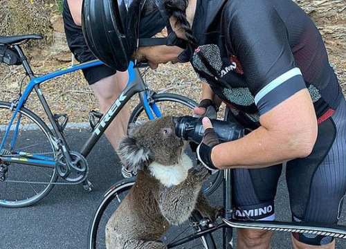 Gấu koala tuyệt vọng chặn người đi xe đạp xin nước uống